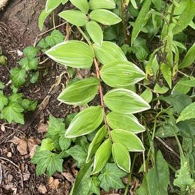 Photo of the plant species Solomon's Seal by @OptimalCacto named Luna on Greg, the plant care app