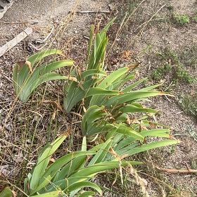 Photo of the plant species New Zealand Rock Lily by @OptimalCacto named Xena on Greg, the plant care app