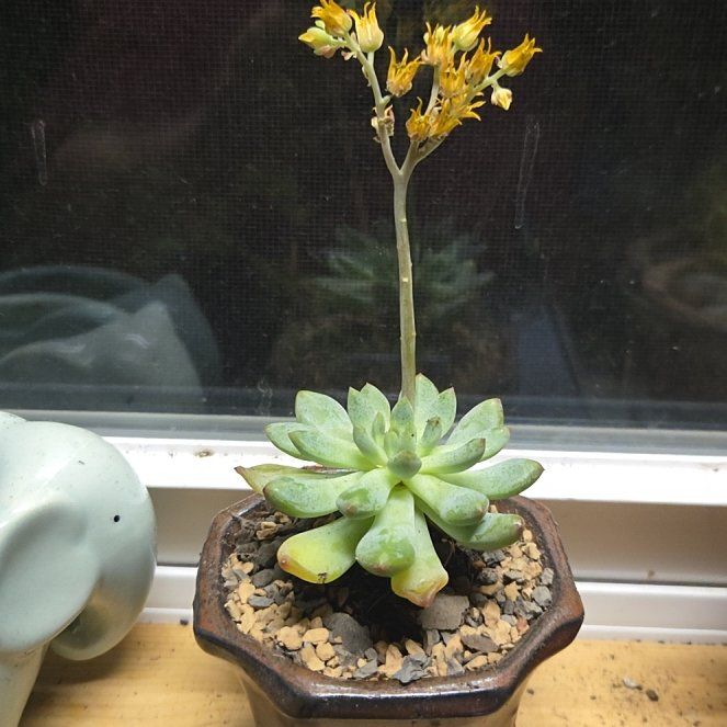 Photo of the plant species Sedeveria 'Blue Elf' by @ChummyRedfir49 named Scout on Greg, the plant care app