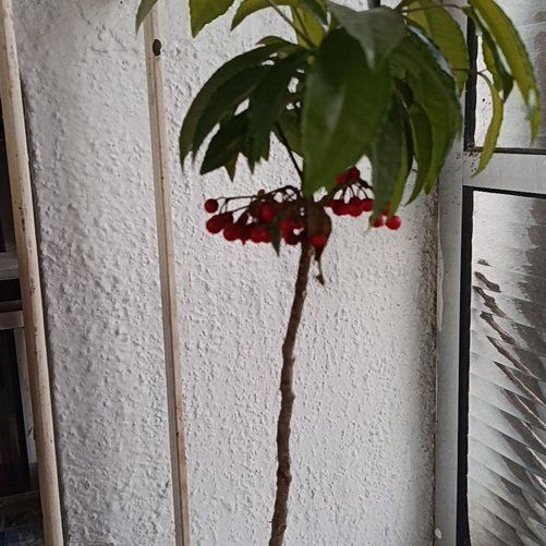Photo of the plant species Christmas Berry by @AceRadish31 named Curie on Greg, the plant care app