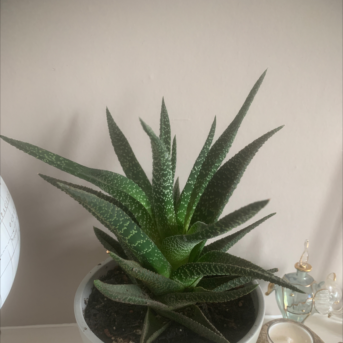 Photo of the plant species Royal Highness by @MylesEve named Royal Highness on Greg, the plant care app