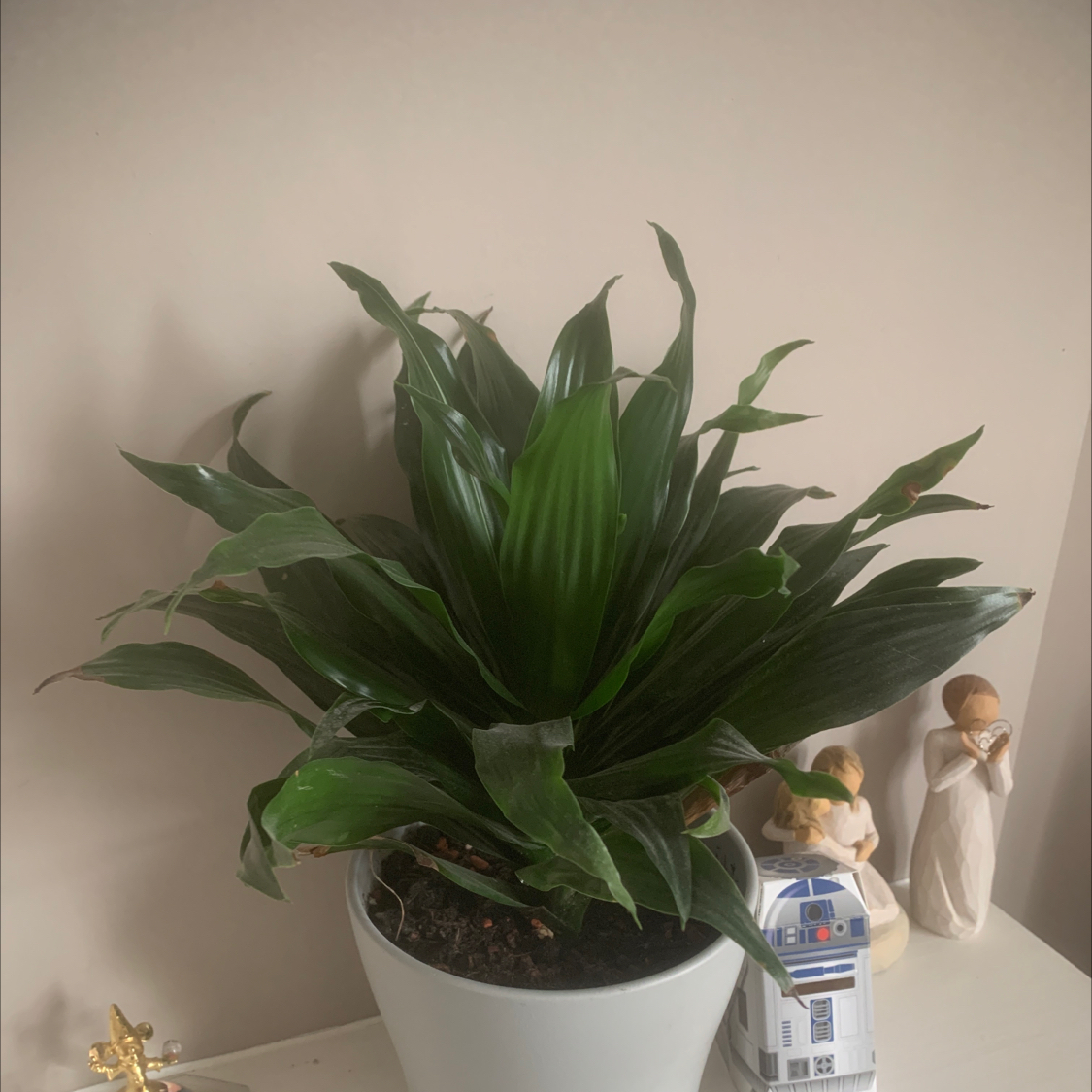 Photo of the plant species Dracaena "Warneckii' by @MylesEve named Corn plant on Greg, the plant care app