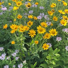 Photo of the plant species Smooth Oxeye by @BigwigApricot35 named LiloStitch on Greg, the plant care app