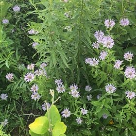 Photo of the plant species Wild Bergamot by @BigwigApricot35 named Sahara on Greg, the plant care app