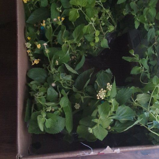 Photo of the plant species Lantana by @BigCowpea79 named Kardashian on Greg, the plant care app