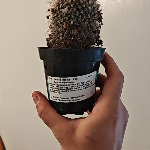 Photo of the plant species Mammillaria spinosissima f. rubrispina by @StableParsley68 named Aristotle on Greg, the plant care app