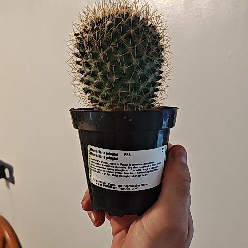 Photo of the plant species Mammillaria pringlei by @StableParsley68 named Treeyoncé on Greg, the plant care app