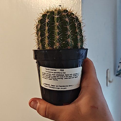 Photo of the plant species Torch Cactus by @StableParsley68 named Kobe on Greg, the plant care app