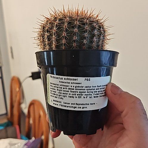 Photo of the plant species Cinnamon Cactus by @StableParsley68 named Daphne on Greg, the plant care app