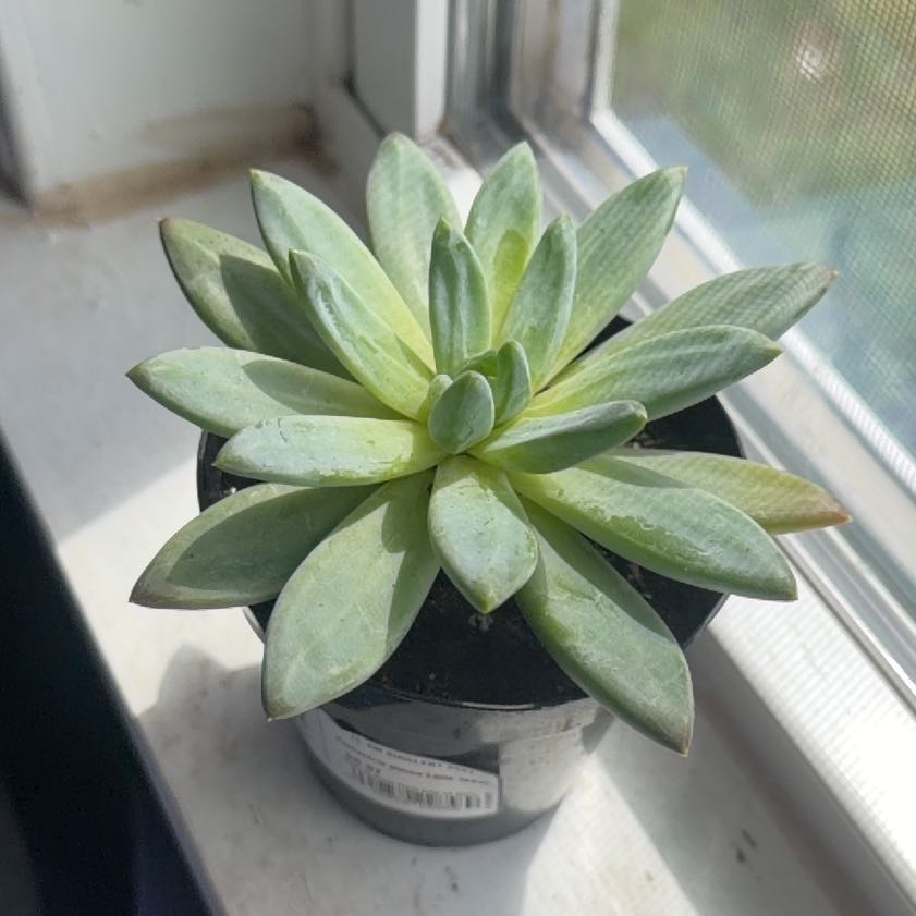 Photo of the plant species Pachyveria Little Jewel by @PeppySuriana77 named Reginald on Greg, the plant care app