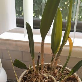 Photo of the plant species Procatavola 'Key Lime Stars' by @FullLuronium60 named Dax on Greg, the plant care app