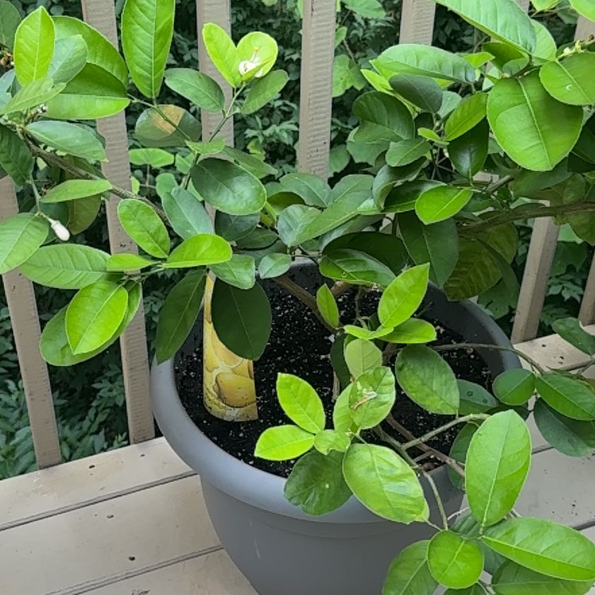 Photo of the plant species Ponderosa Lemon by @FullLuronium60 named Einstein on Greg, the plant care app
