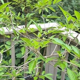 Photo of the plant species Yellow Bells by @FullLuronium60 named Walt on Greg, the plant care app