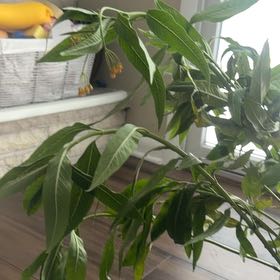 Photo of the plant species Scarlet Milkweed by @IdealEndive26 named Lola on Greg, the plant care app