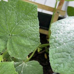 Photo of the plant species Cucumber by @AvidPlanters55 named Beckham on Greg, the plant care app