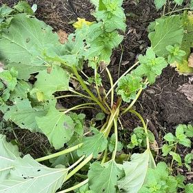 Photo of the plant species Garden Rhubarb by @AvidPlanters55 named Hamilton on Greg, the plant care app