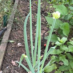 Photo of the plant species Globe Onion by @AvidPlanters55 named Rainier on Greg, the plant care app