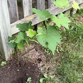 Photo of the plant species Wine Grape by @AvidPlanters55 named Stella on Greg, the plant care app