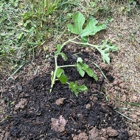 Photo of the plant species Watermelon by @AvidPlanters55 named Queen on Greg, the plant care app
