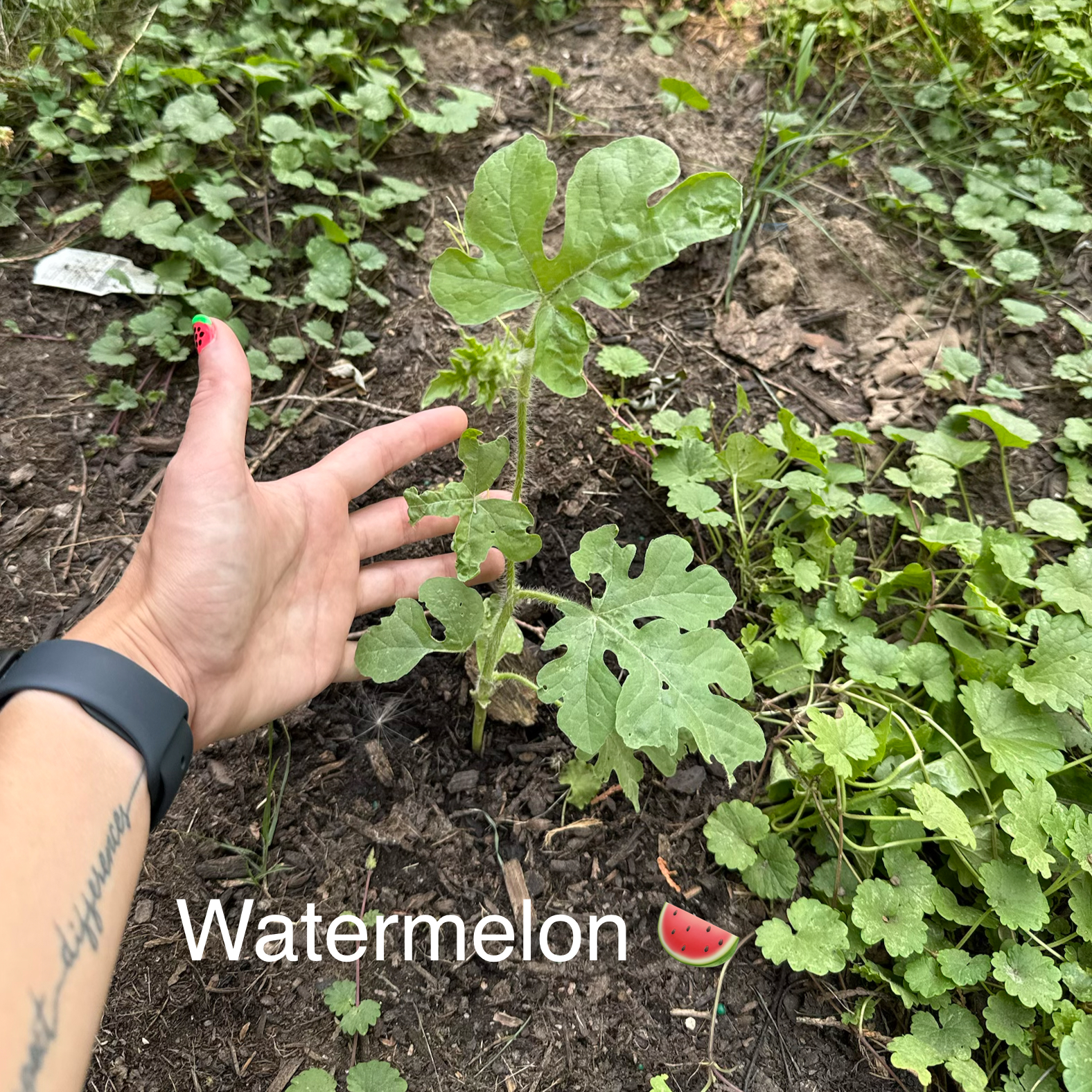 Photo of the plant species Watermelon by @AvidPlanters55 named Aristotle on Greg, the plant care app
