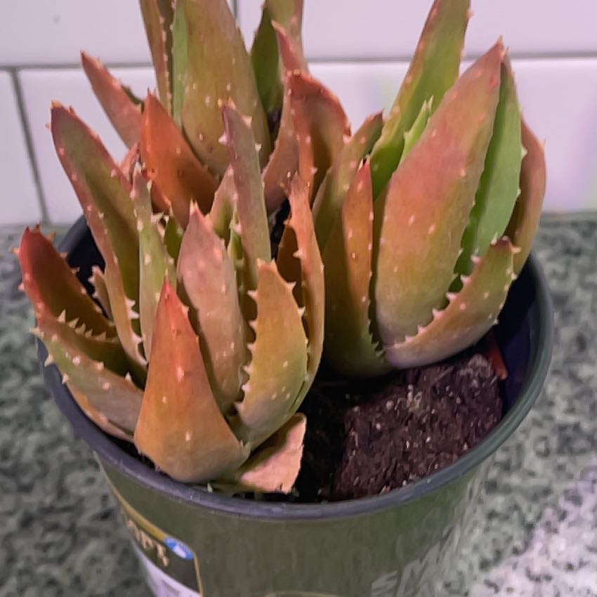 Photo of the plant species Gold Tooth Aloe by @LocalBeann named Plato on Greg, the plant care app