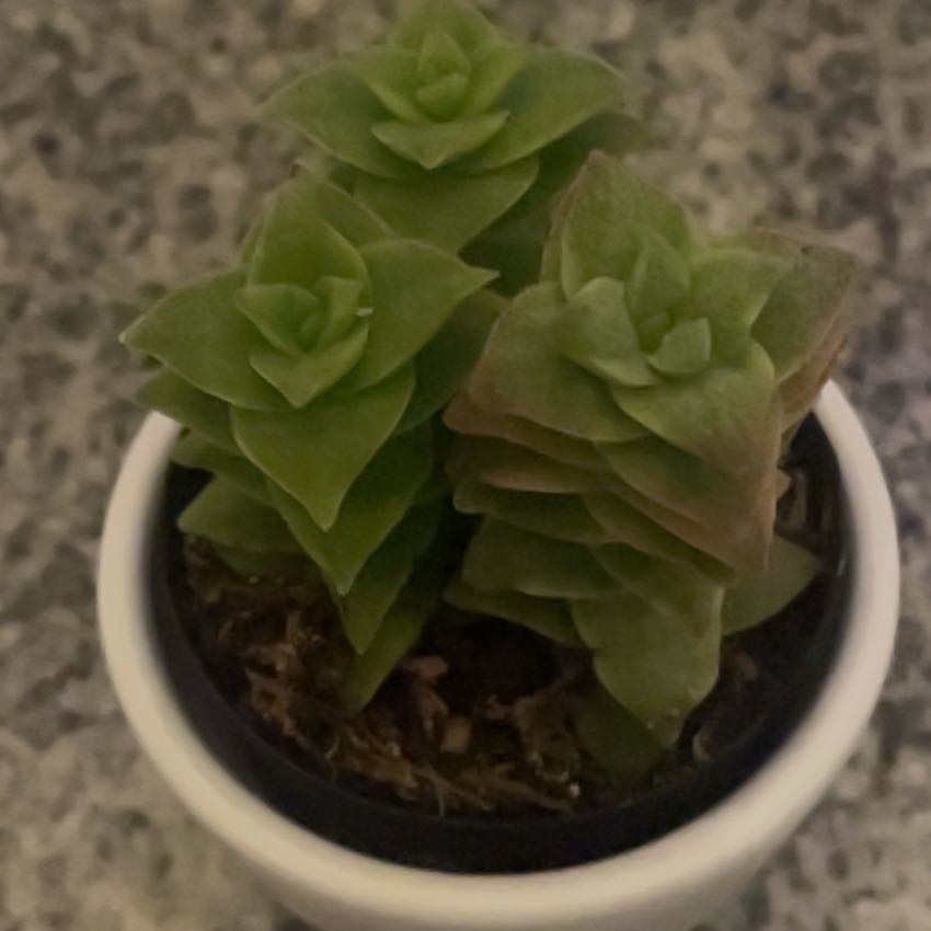 Photo of the plant species Ivory Towers Crassula by @LocalBeann named Lola on Greg, the plant care app