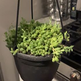 Photo of the plant species String of Tears by @LocalBeann named Mochi on Greg, the plant care app