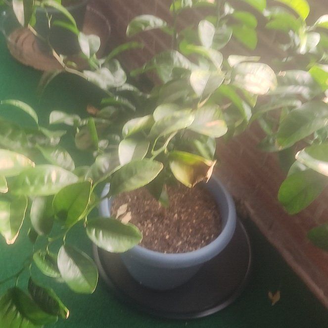 Photo of the plant species Clementine by @HighGutweed97 named Baesil on Greg, the plant care app