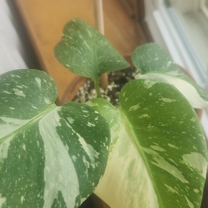 Photo of the plant species Monsterra Thai Constellation by @HighGutweed97 named Nithin on Greg, the plant care app