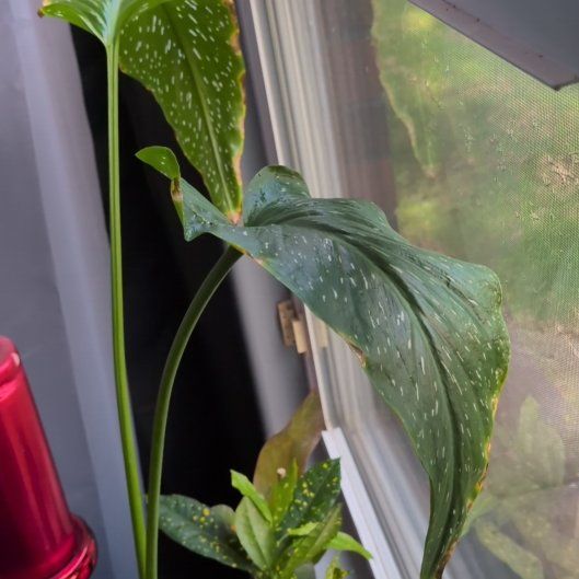 Photo of the plant species Fire Lily by @HeritrixOnion named Fawks on Greg, the plant care app