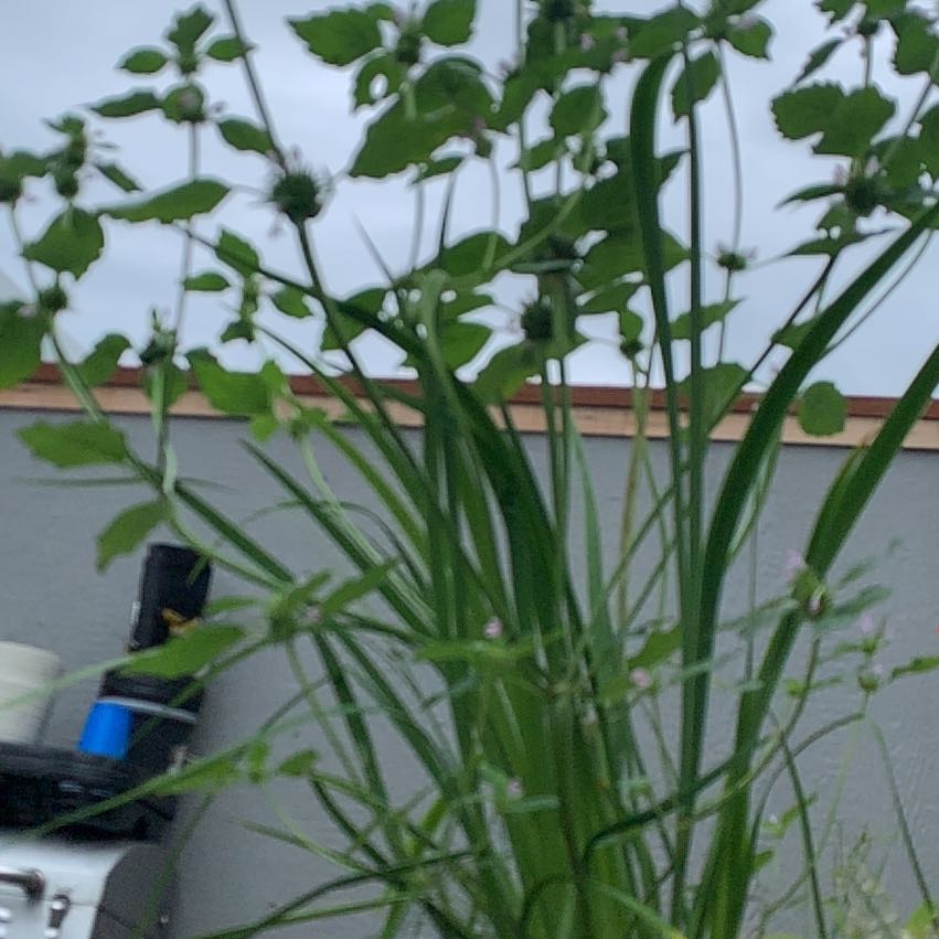 Photo of the plant species Watermint by @ProBlackpea7 named Messi on Greg, the plant care app