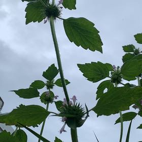 Photo of the plant species Mint by @ProBlackpea7 named Curie on Greg, the plant care app