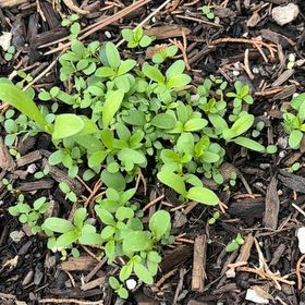 Photo of the plant species False Mermaidweed by @AnewAsarina33 named Leonardo on Greg, the plant care app