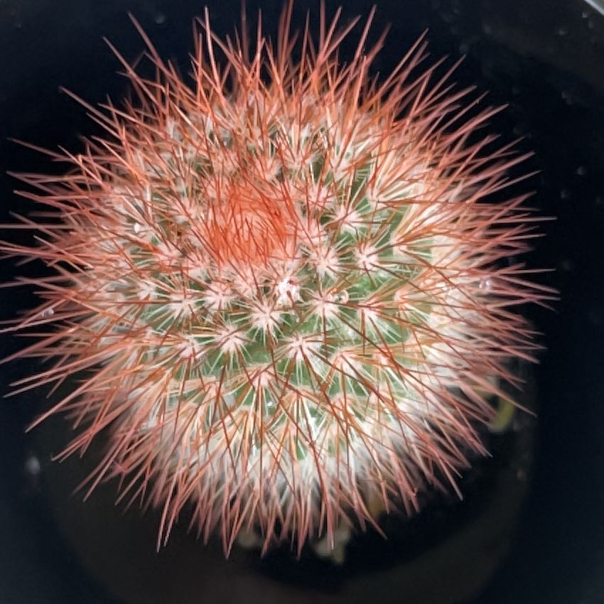Photo of the plant species Rainbow Pincushion by @LeisuredChaya76 named Clooney on Greg, the plant care app