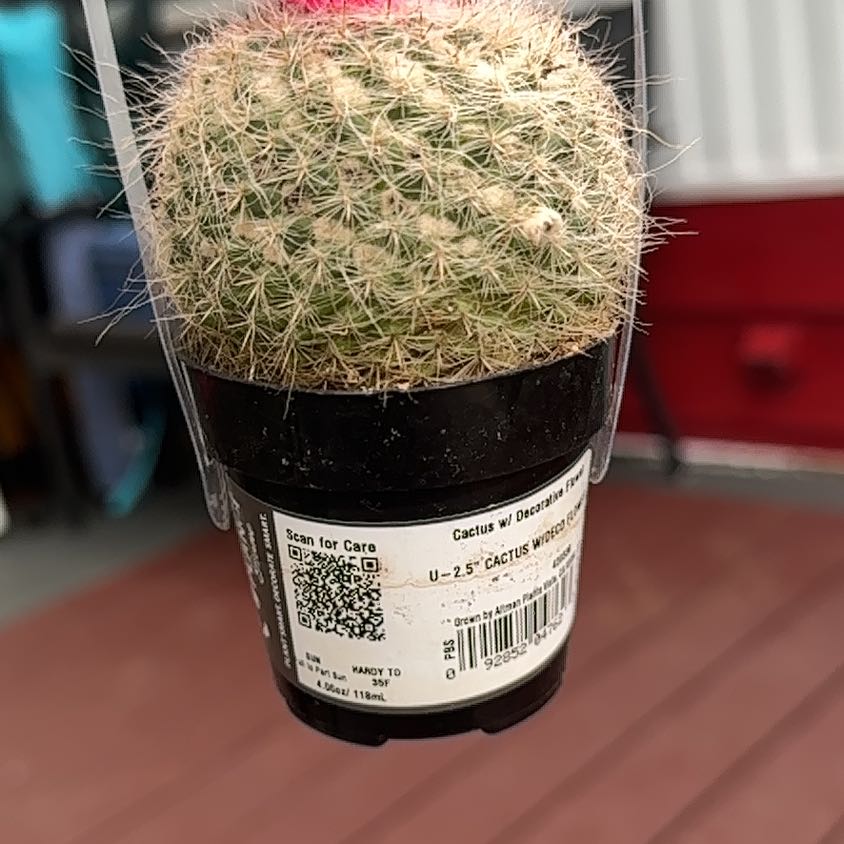 Photo of the plant species Pincushion Cactus by @FacileChards92 named Tolkien on Greg, the plant care app