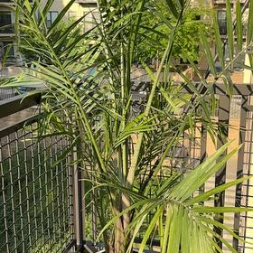Photo of the plant species Canary Island Date Palm by @FabKippernut29 named Girlfrond on Greg, the plant care app