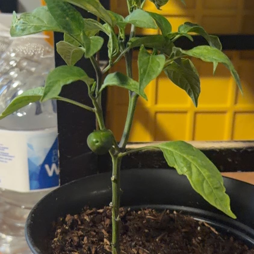 Photo of the plant species Jalepeno by @WiredChia98 named McKinley on Greg, the plant care app