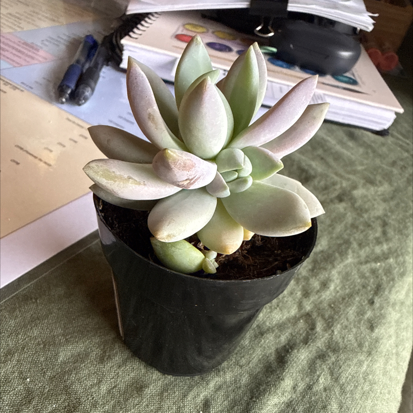 Photo of the plant species Sedeveria 'Lilac Mist' by @SharpMastic86 named Emerson on Greg, the plant care app