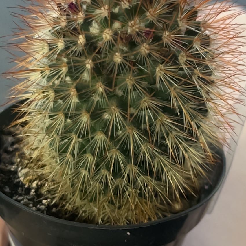 Photo of the plant species Chihuahuan Beehive by @DoughtyNapaea27 named Apollo on Greg, the plant care app