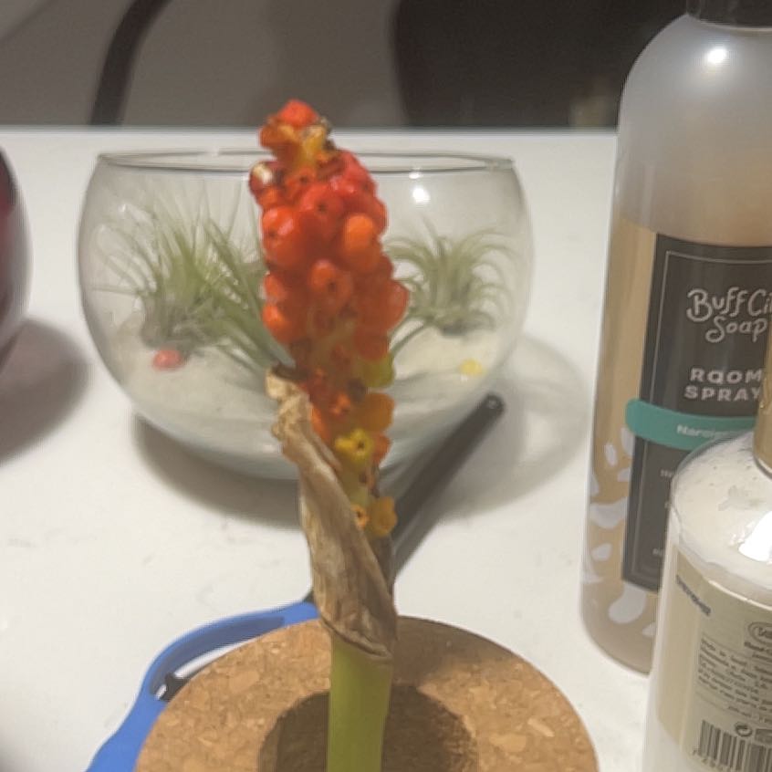Photo of the plant species Italian Arum by @HeirSuriana82 named Coco on Greg, the plant care app