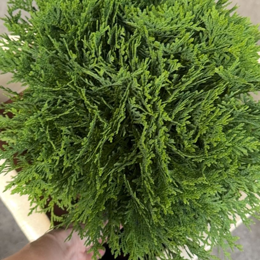Photo of the plant species Cypress-Leaved Plait Moss by @RationalMira68 named Boston on Greg, the plant care app