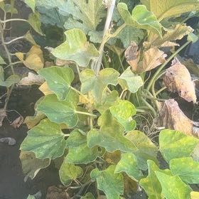 Photo of the plant species Ivy Gourd by @TryGutweed77 named Diana on Greg, the plant care app