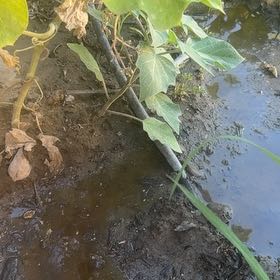 Photo of the plant species Broadleaf Arrowhead by @TryGutweed77 named Rosa on Greg, the plant care app