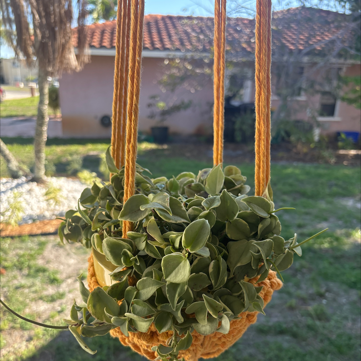 Photo of the plant species Cupid Peperomia by @Pcerdas named Harmony on Greg, the plant care app