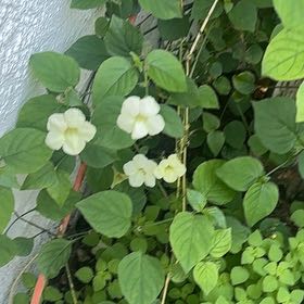 Photo of the plant species Chinese Violet by @Pcerdas named Harry on Greg, the plant care app