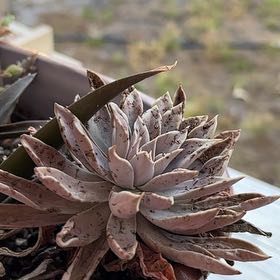 Photo of the plant species Dudleya Greenei by @Pcerdas named Nemo on Greg, the plant care app
