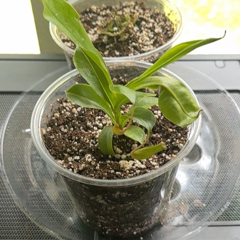 Photo of the plant species Nepenthes Alata x Ventricosa by @SportYuzutree67 named Bella on Greg, the plant care app