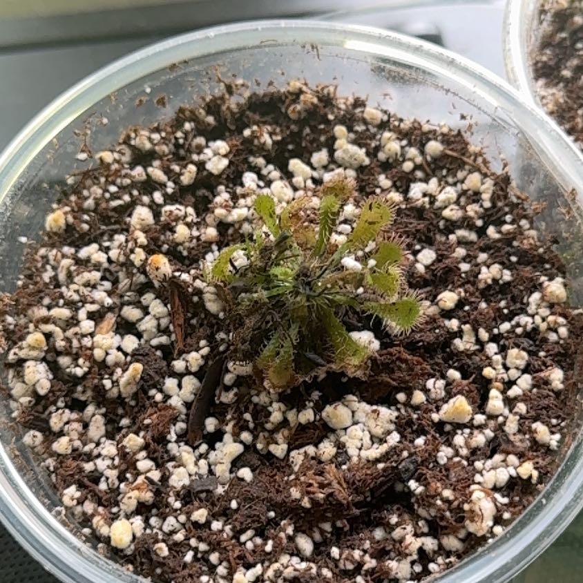Photo of the plant species Australian Sundew by @SportYuzutree67 named Alice on Greg, the plant care app