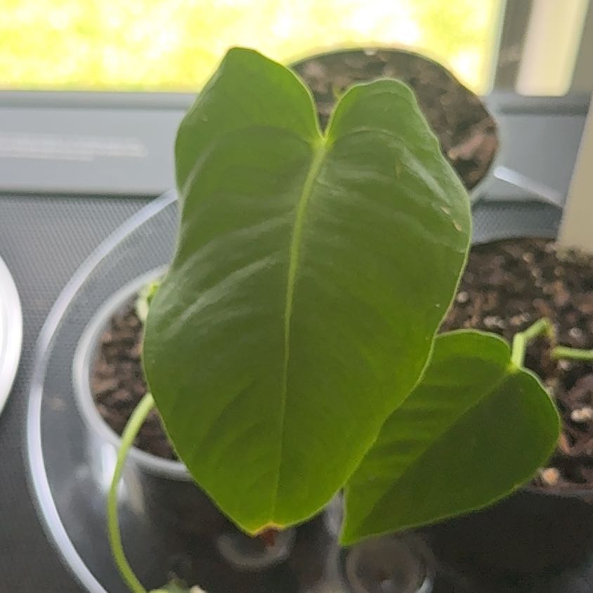 Photo of the plant species Anthurium veitchii by @SportYuzutree67 named Cleopatra on Greg, the plant care app
