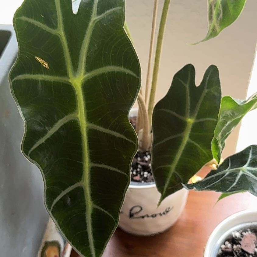 Photo of the plant species Alocasoia Amazonica 'Polly' by @SportYuzutree67 named Diana on Greg, the plant care app
